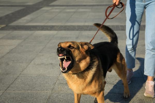 Agressie bij honden afleren