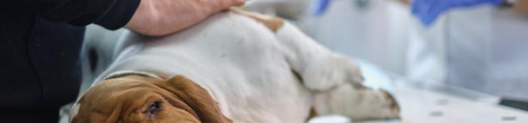 Vragen en antwoorden: honden met buikpijn