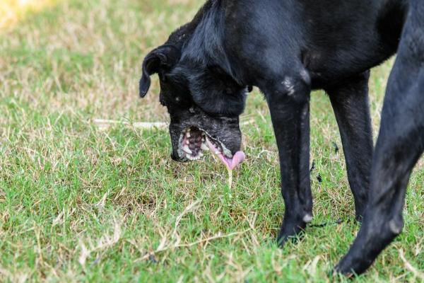 Vergiftung beim Hund: Ursachen, Anzeichen und erste Hilfe