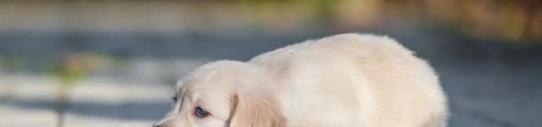 Loopsheid bij honden: 10 tips