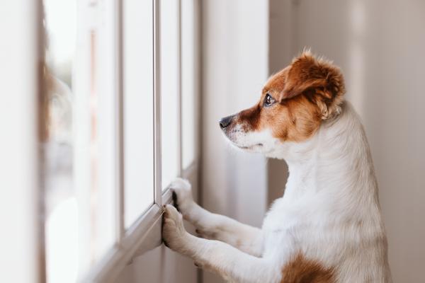 Wie lange kann ein Hund alleine bleiben? Tipps & Infos
