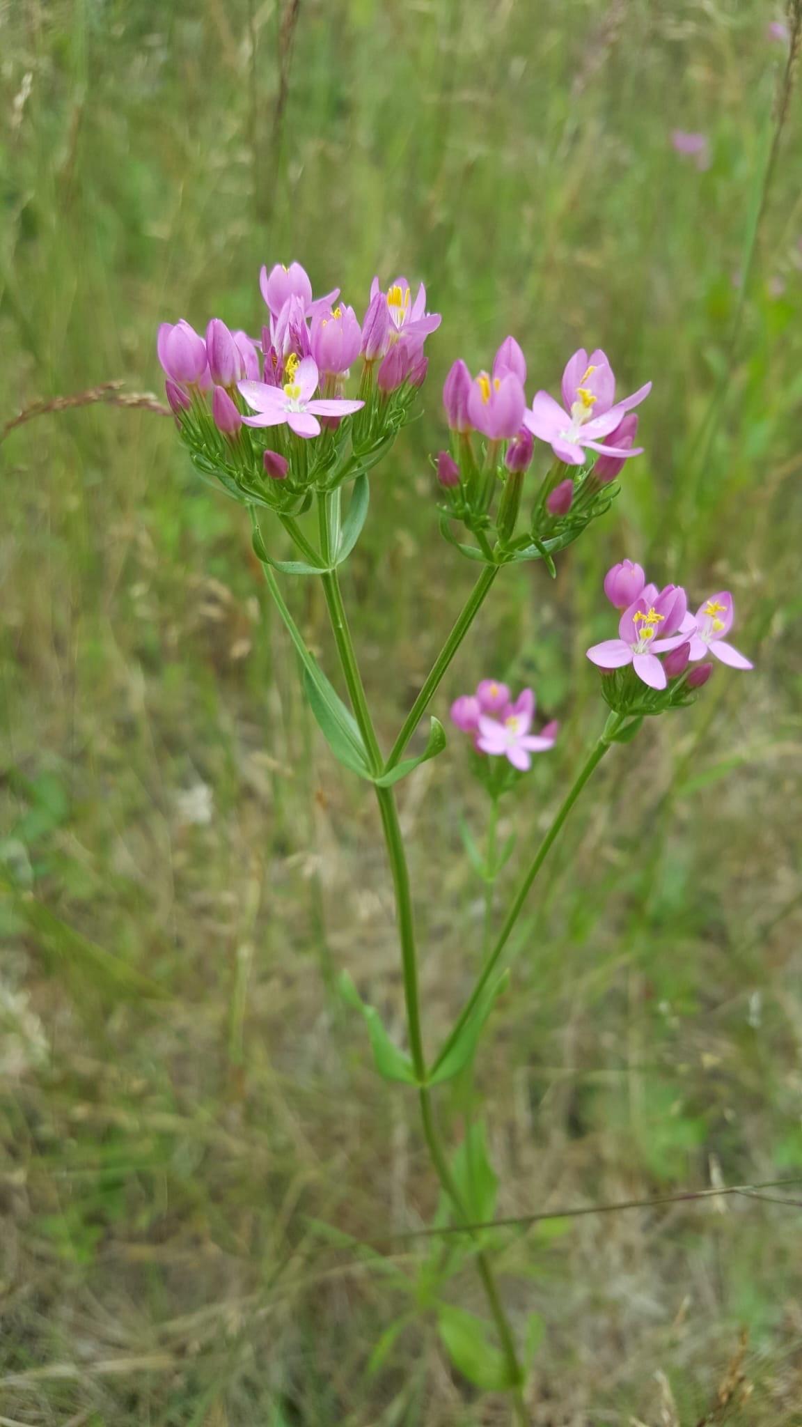 Centaury-duizendguldenkruid-bloesemremedie.png