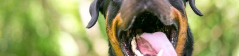 Hyperventilation bei Hunden: Ursachen, Symptome und Maßnahmen