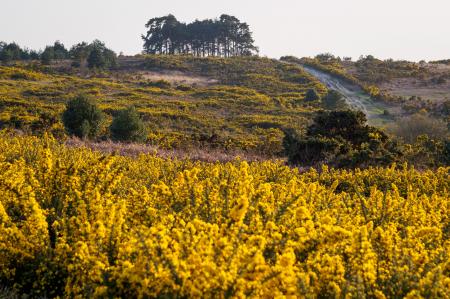 Bachbloesem Gorse groeit in het wild Zuid Engeland.jpg