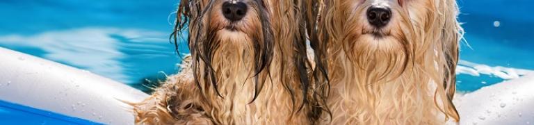 Hund & Hitze: 10 Dos & Don'ts für Hundebesitzer