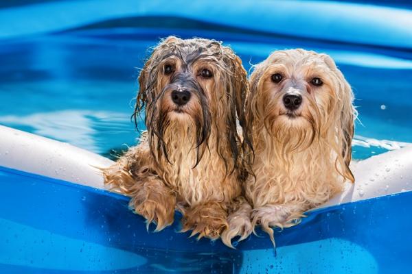 Hund & Hitze: 10 Dos & Don'ts für Hundebesitzer