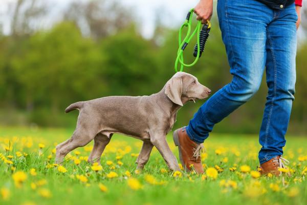 So lernt Ihr Hund das Bei Fuß gehen (Tipps für das Training)