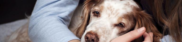 Veel gestelde vragen over honden met buikpijn