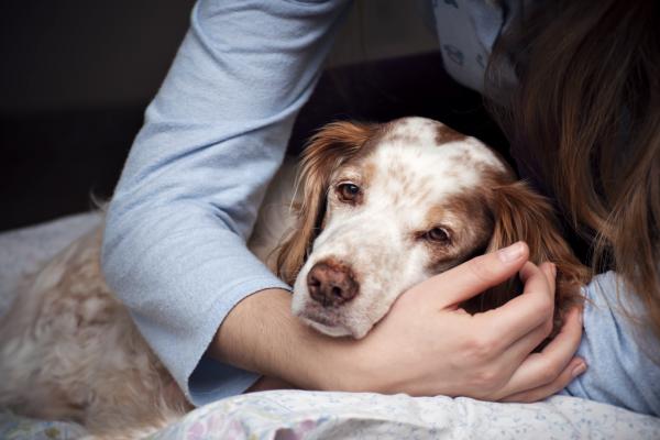 Veel gestelde vragen over honden met buikpijn