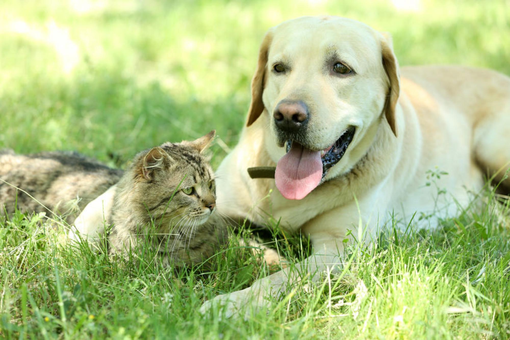 Samenleven hond en kat bach van