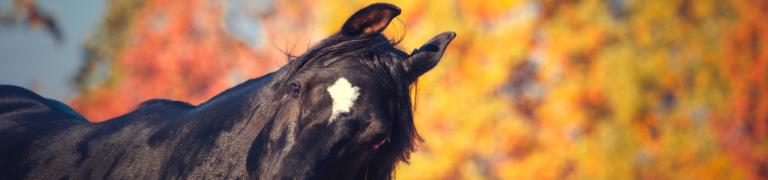 Is jouw paard bang voor harde of onverwachte geluiden?