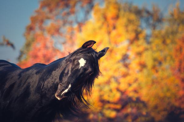 Is jouw paard bang voor harde of onverwachte geluiden?