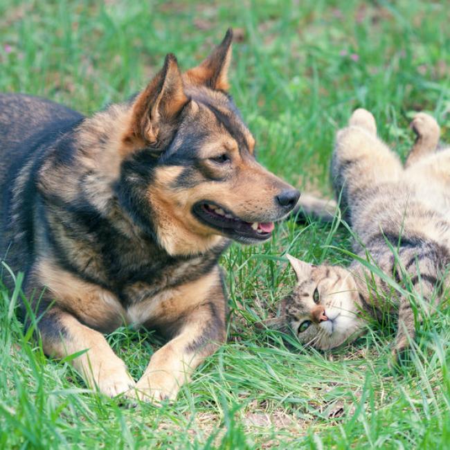 Hund und Katze aneinander gewöhnen