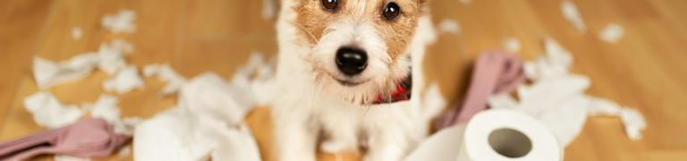 Mein Hund macht alles kaputt: Ursachen & 5 Tipps für Welpen und erwachsene Hunde