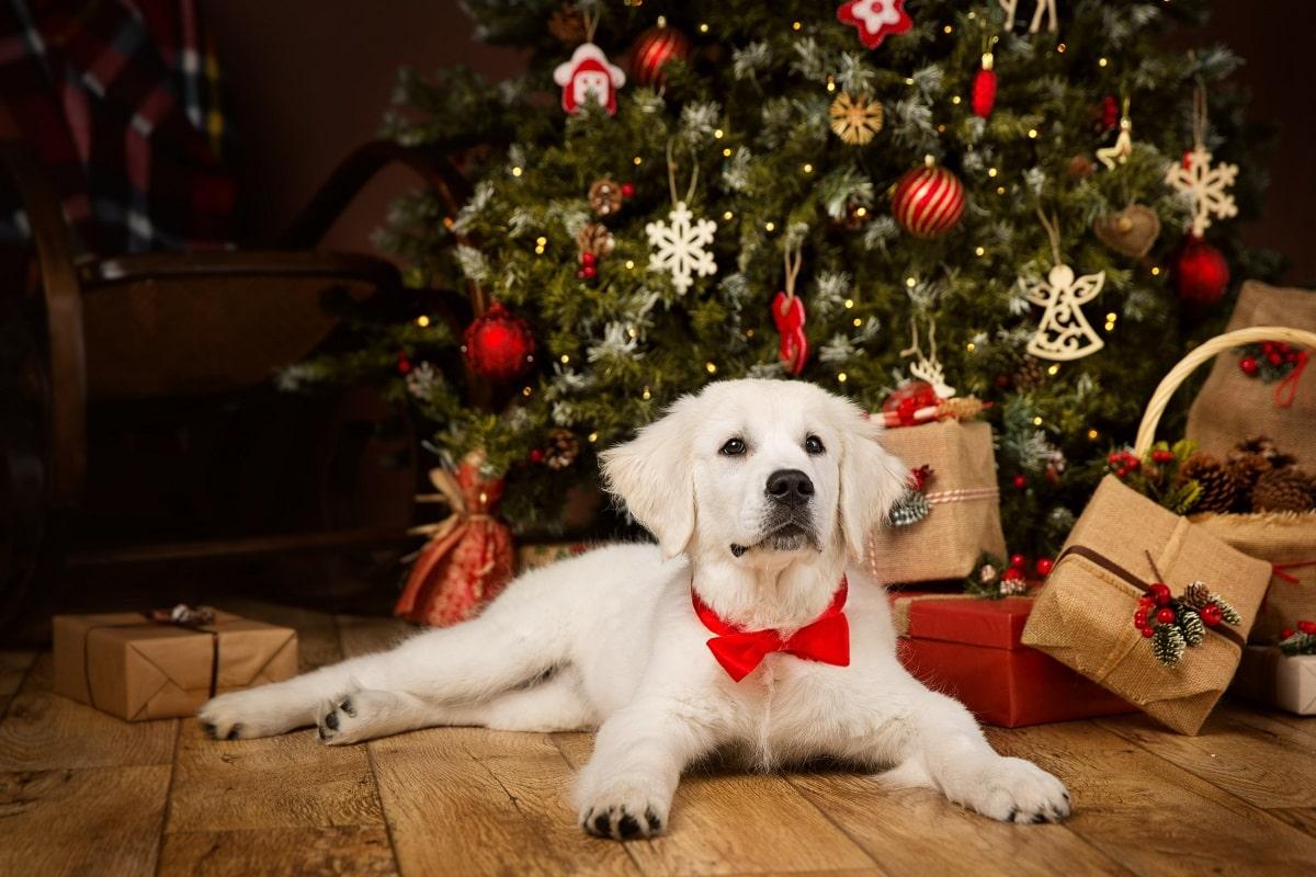 Weihnachtsgeschenk Hund.jpg