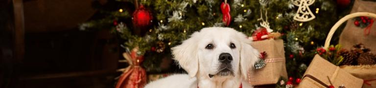 20 Geschenkideen für Hunde und Hundefreunde