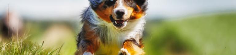 Stress beim Hund: Ursachen, Symptome und Tipps gegen Überstimulation