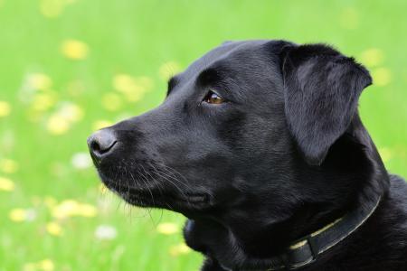 Hoe kunnen Bachbloesems helpen bij honden die gras eten.jpg