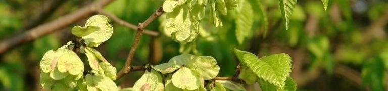 Voel jij je overbelast? Bachbloesem Elm (Veldiep) helpt je op weg!