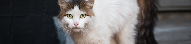 Stress bei Katzen: 10 mögliche Ursachen und Lösungen