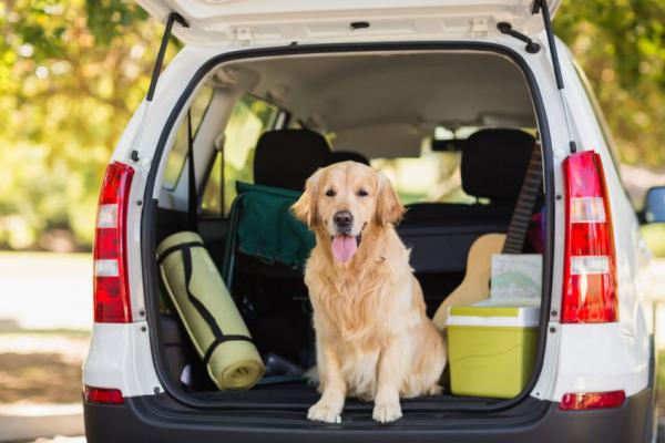 5 Tipps, wenn dem Hund beim Autofahren schlecht wird