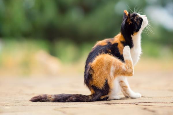 Allergische Katze? Mögliche Ursachen & Behandlung