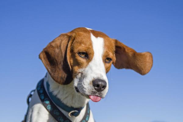 Bachbloesems voor je beagle hond