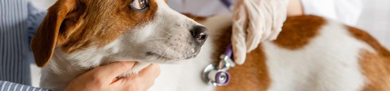 10 häufige Hundekrankheiten: Wie Sie Hundekrankheiten erkennen und richtig handeln