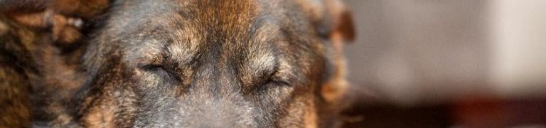 Hoe merk je dat je hond dement wordt?